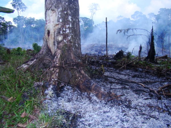 O maior problema Ecológico do Mundo