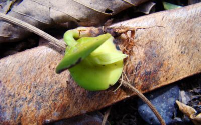 Ecologia Profunda