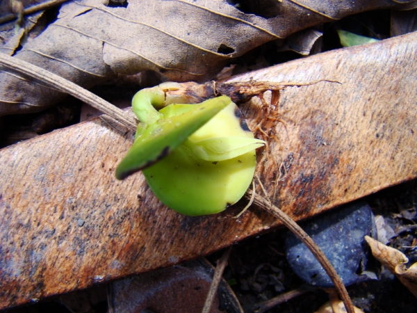 Ecologia Profunda