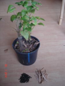 SERESSÚ ecocultural Rathunde Atelier Permacultura Feijão 2 225x300