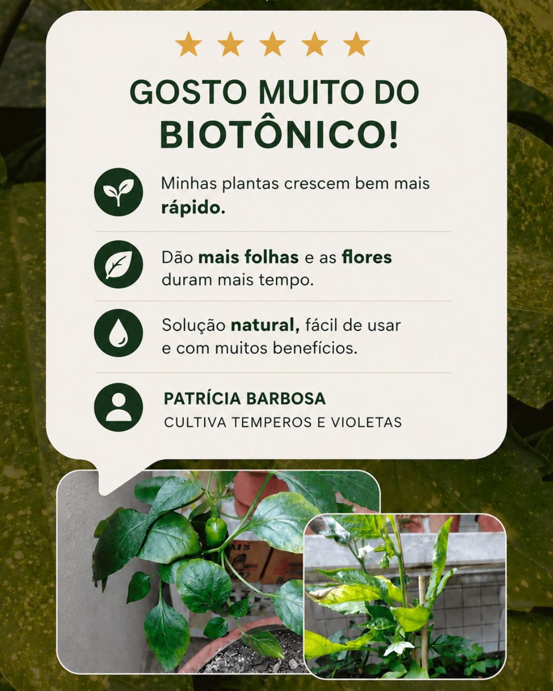 Patrícia Barbosa — temperos e violetas