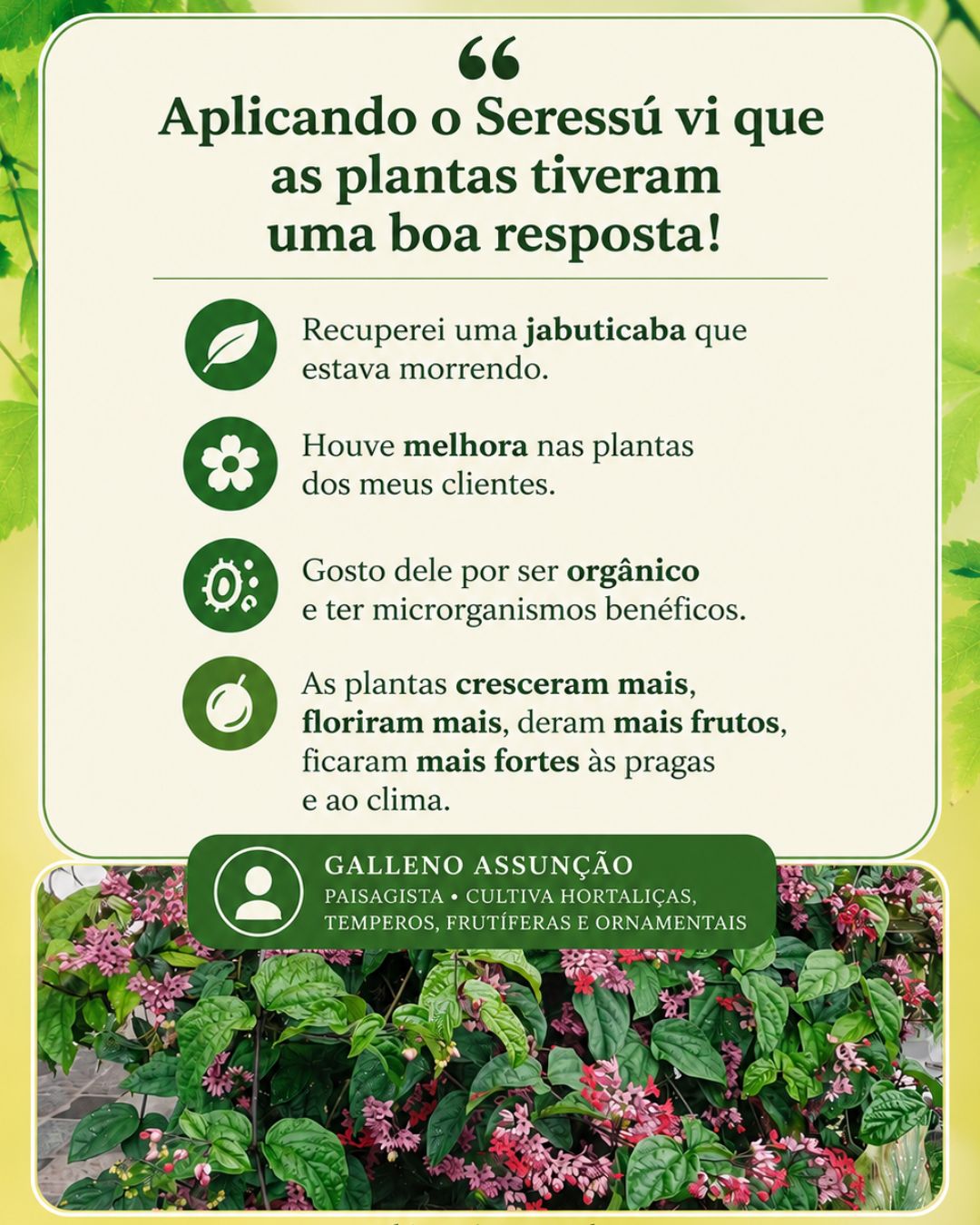 Galleno Assunção — paisagista, plantas dos clientes mais fortes