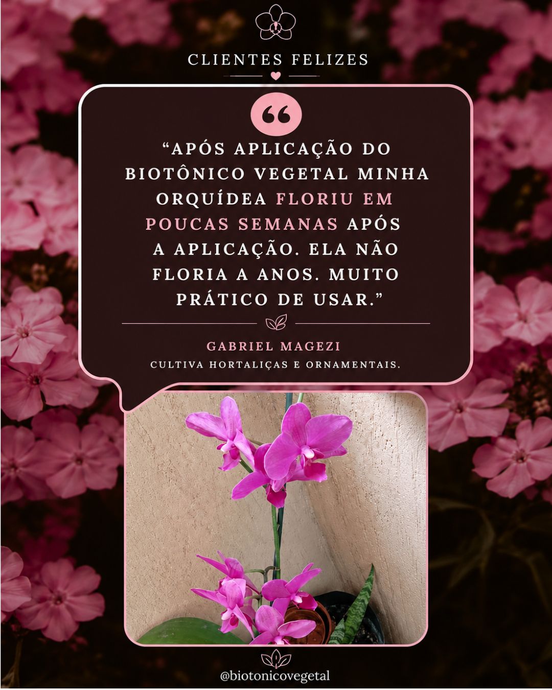 Gabriel Magezi — orquídea rosa que voltou a florir