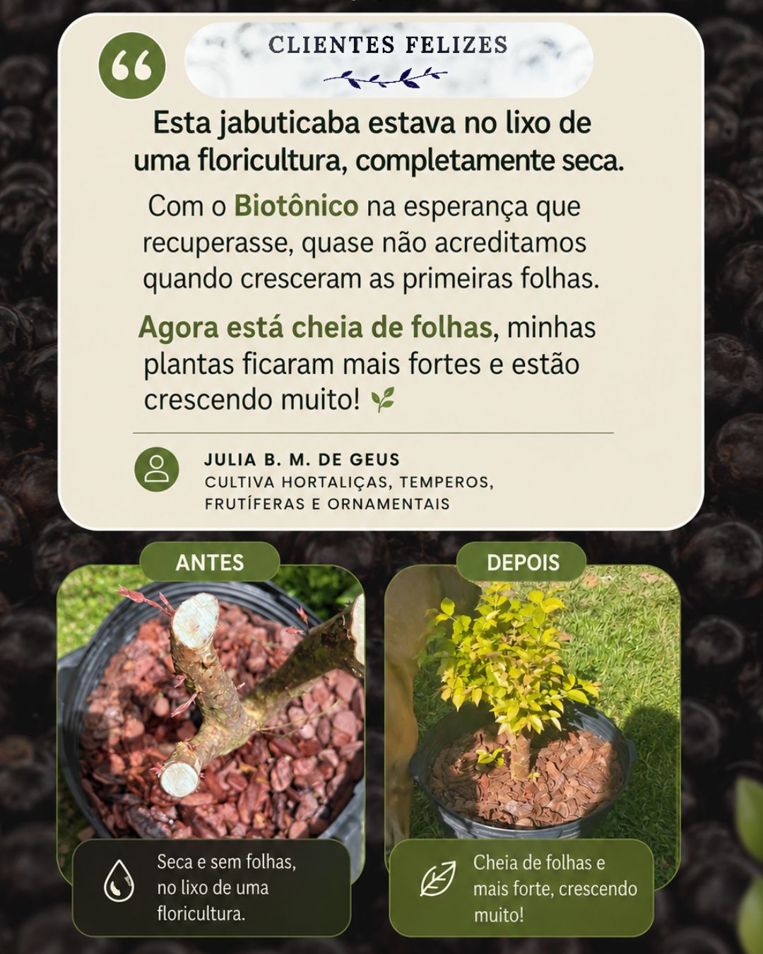 Júlia — jabuticaba antes e depois, recuperada do lixo